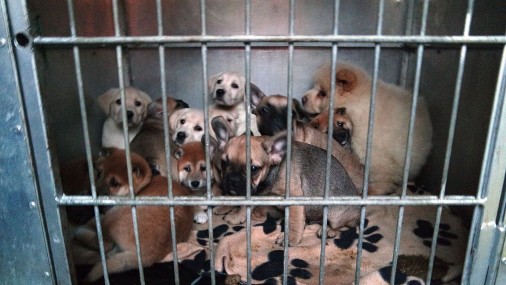 Bayern: Illegaler Welpentransport mit 42 Hunden gestoppt