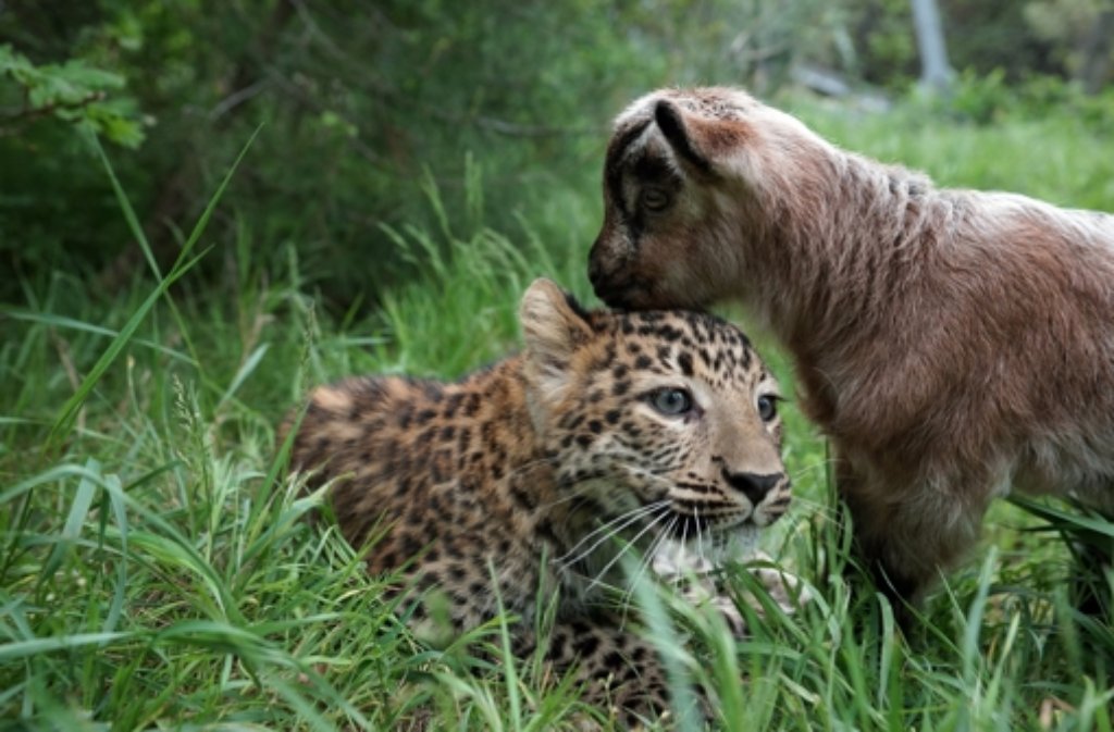 Eine ungleiche Freundschaft: Ein Leopard und eine Bergziege sind in einem russischen Zoo einfach unzertrennlich.