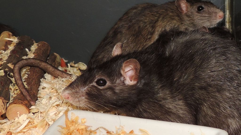  Das Botnanger Tierheim hat von einem Animal-Hoarder gut 150 Ratten übernommen. Die Leiterin erklärt, warum das gute Haustiere sind. 