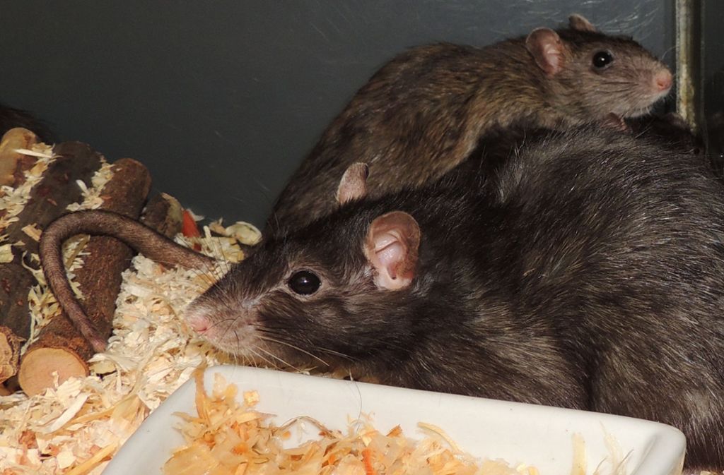 Die Tierheimleiterin empfiehlt Ratten als Haustiere für Kinder: Sie werden schneller zahm als Kaninchen oder Meerschweinchen und sind sehr intelligent. Zudem suchen sie die Gesellschaft des Menschen.