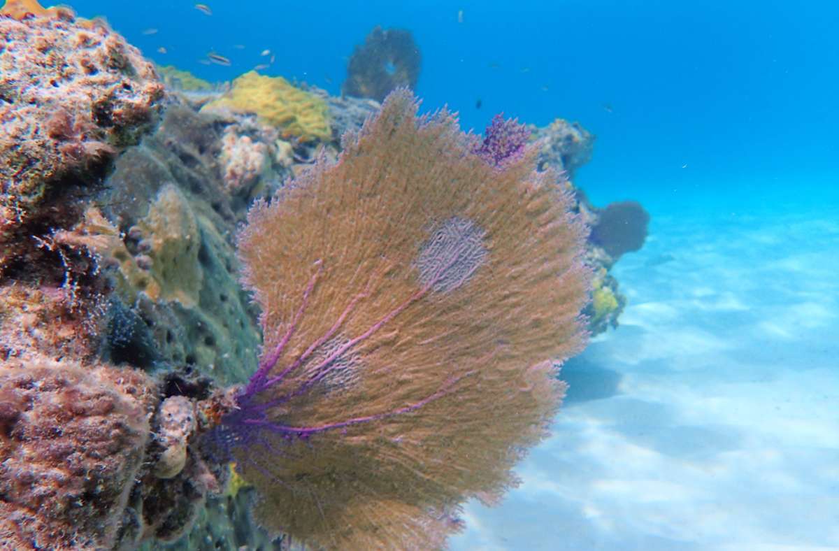 Korallenriffe sind der Lebensraum für ein Viertel aller Meeresbewohner. Wenn die Klimaerwärmung weiter so voranschreitet, werden viele Riffe sterben, in den Bahamas ist die Hälfte des Bestandes bereits verloren.