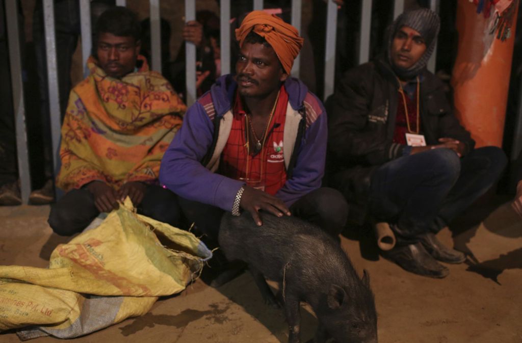 Ein Anhänger des Hinduismus hält ein Schwein fest, das im Rahmen des Gadhimai Festivals in Bariyarpur für die gleichnamige Göttin der Macht geopfert werden soll. Kürzlich gab das oberste Gericht in Nepal den Tempelbetreibern die Anweisung, auf lange Sicht von Tieropfern abzuraten.