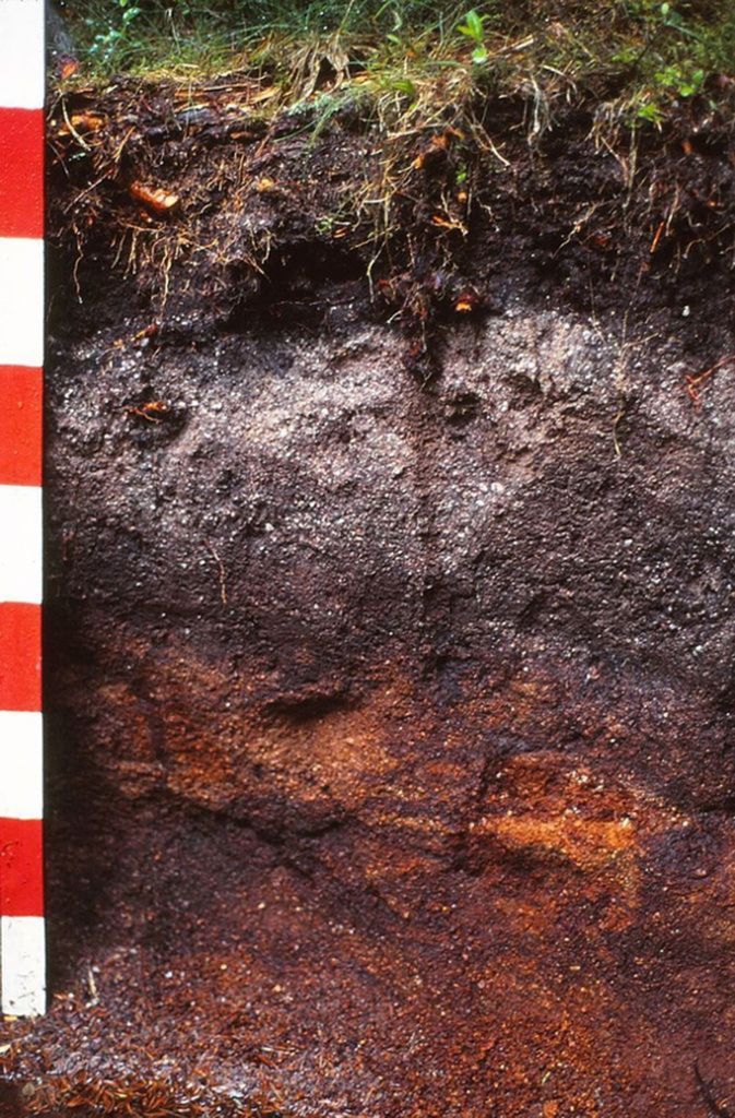Eisenhumus-Podsol im Feldberg-Gebiet (Südschwarzwald). Braunerde aus magmatischen und metamorphen Gestein, das infolge einer Erhöhung des Umgebungsdruckes tief in der Erdkruste entsteht, ist typisch für die Hochlagen des Schwarzwalds.