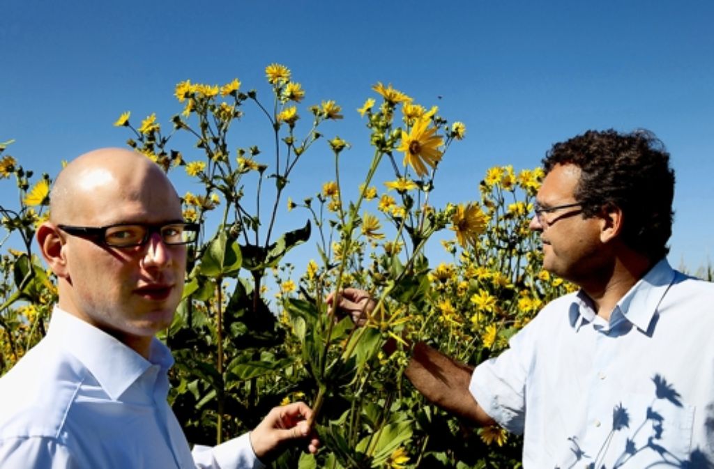 Die Energieexperten Sebastian Damm (links) und Mathias Ginter begutachten ein Silphiefeld. Diese Energiepflanze soll Mais und Raps ersetzen. Foto: Bräsel