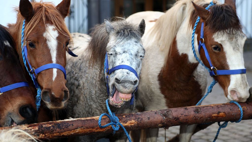 Pferdemarkt Leonberg: Mitmachen beim Umzug