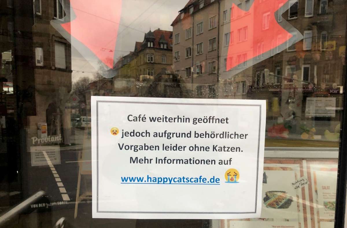 Ohne Katzen wenig Geschäft im Happy Cats Café im Stuttgarter Westen.