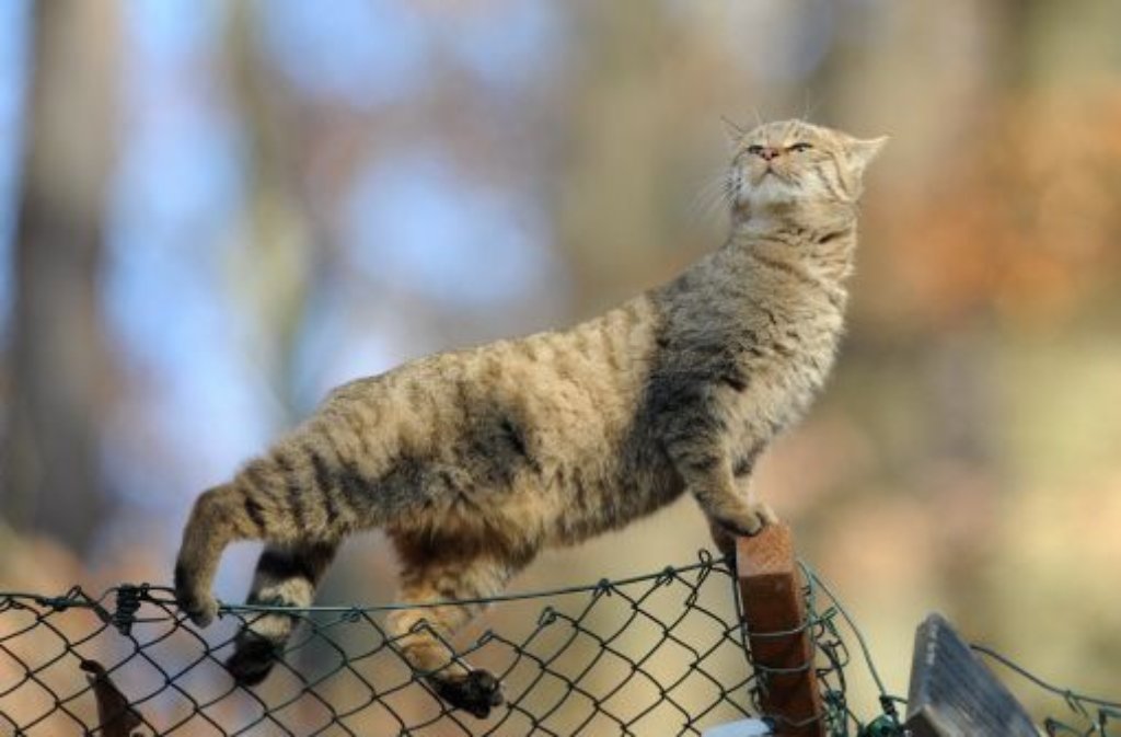 Diese europäische Wildkatze hat ihr neues Gehege im Freizeitpark Tripsdrill verschmäht.