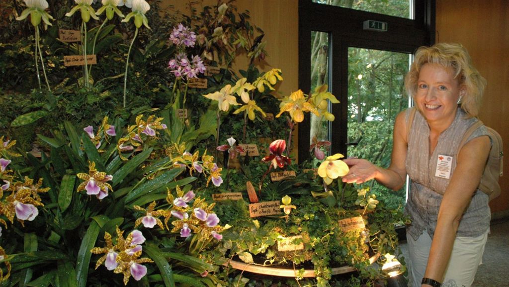 Orchideen-Ausstellung in Esslingen: Die Schau der Schönen