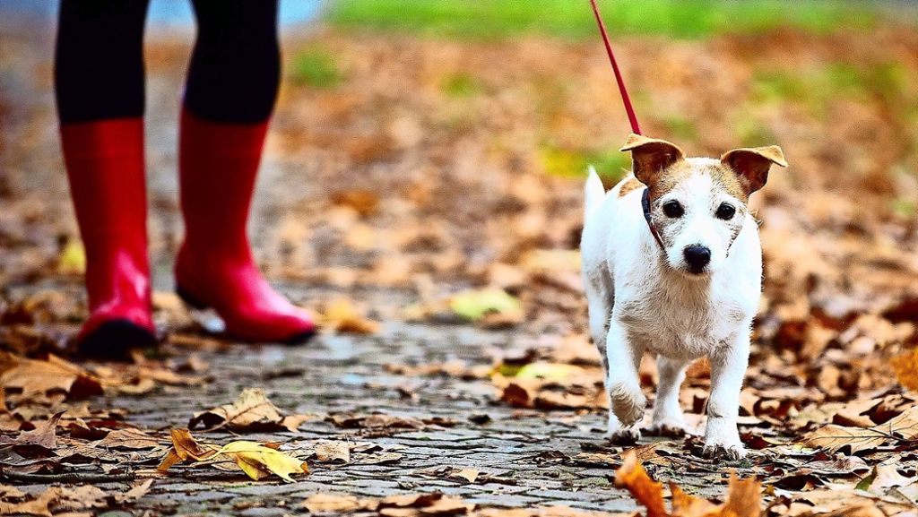 Stuttgart-Vaihingen: Hundekot auf Wegen kostet 75 Euro