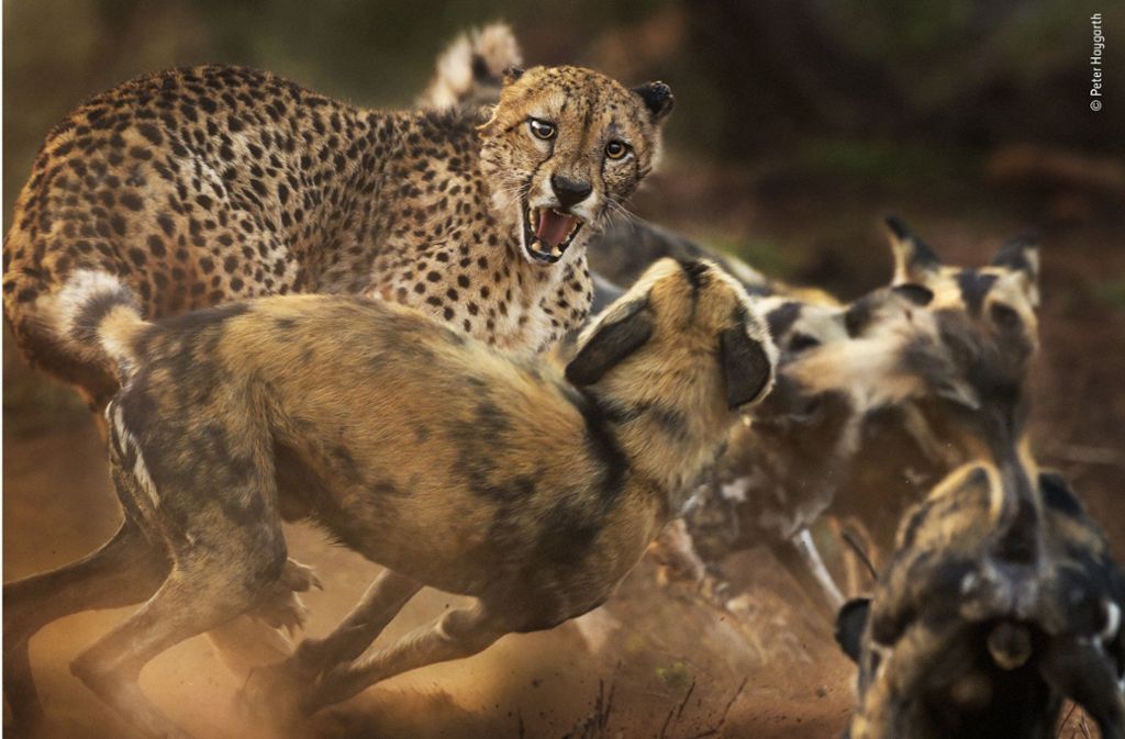Ein Gepard wird bei der Jagd von Wildhunden abgedrängt.
