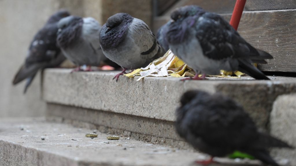 Stuttgart: Taubenfütterer müssen mit saftigen Strafen rechnen