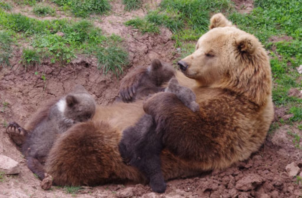 Ein Dreierpack zum 40-jährigen Bestehen des Parks: Der Braunbärennachwuchs im Wildparadies Tripsdrill tobt mit der Mama herum.