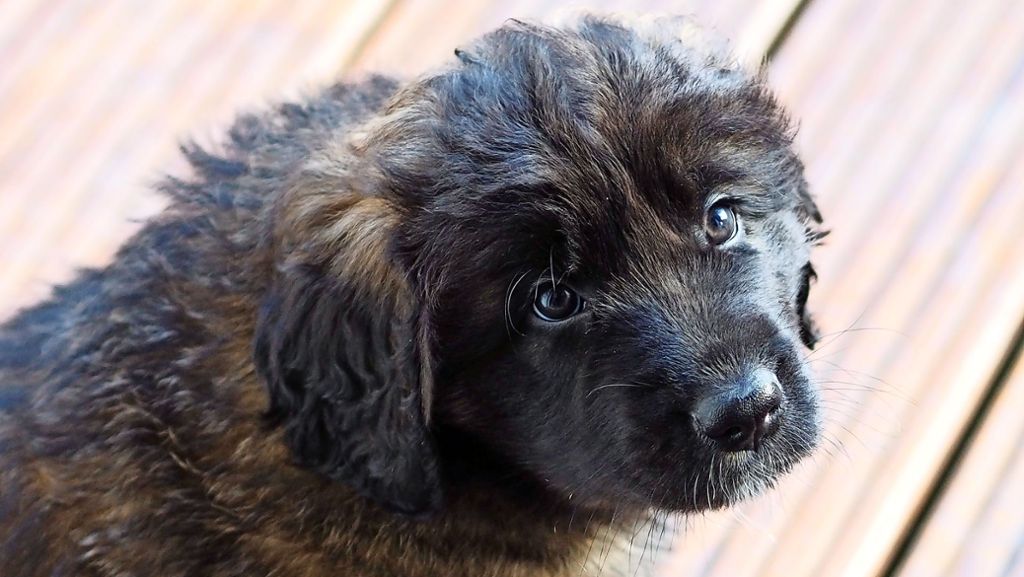 Leonberger Hundewelpen: Leonbergerin „Adele“    entschwindet nach       Waiblingen
