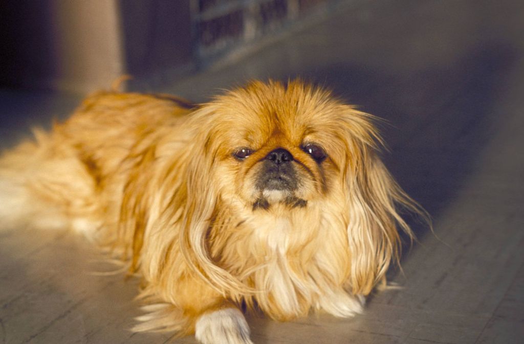 Elevator rygte civilisation Toter Hund in Stuttgart Stadtmitte: Mann überfährt Pekinese mit Transporter  – und fährt davon