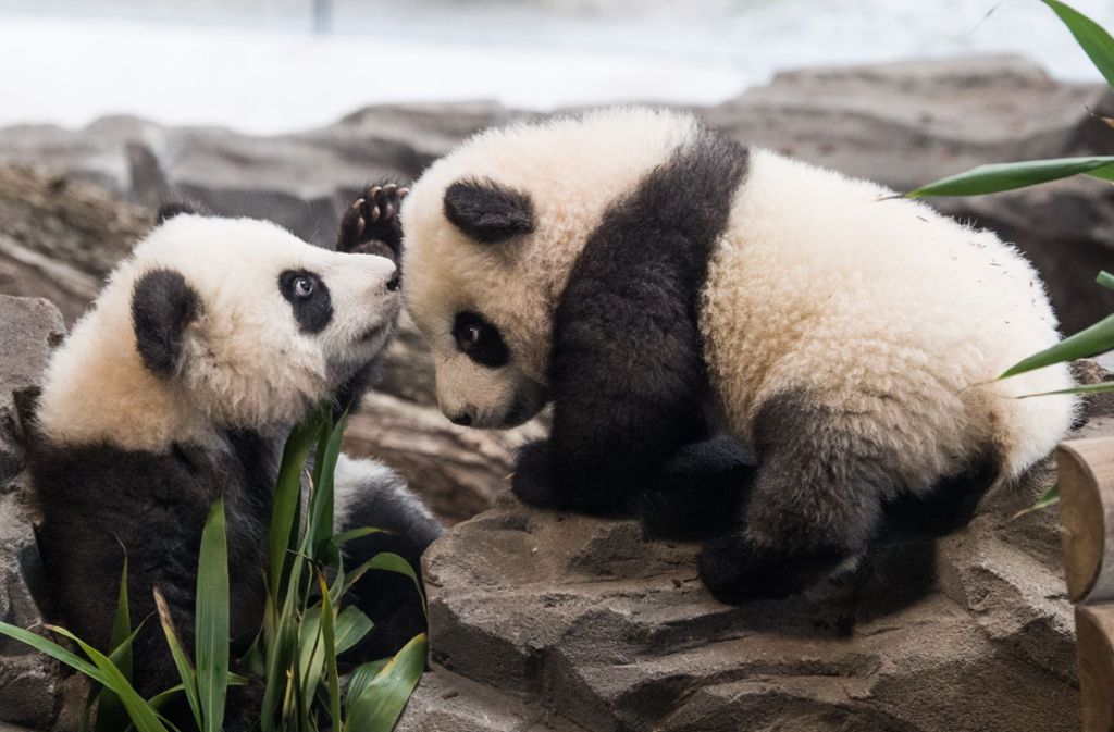 Die Panda-Zwillinge Meng Yuan and Meng Xiang zeigen sich im Berliner Zoo erstmals der Öffentlichkeit.