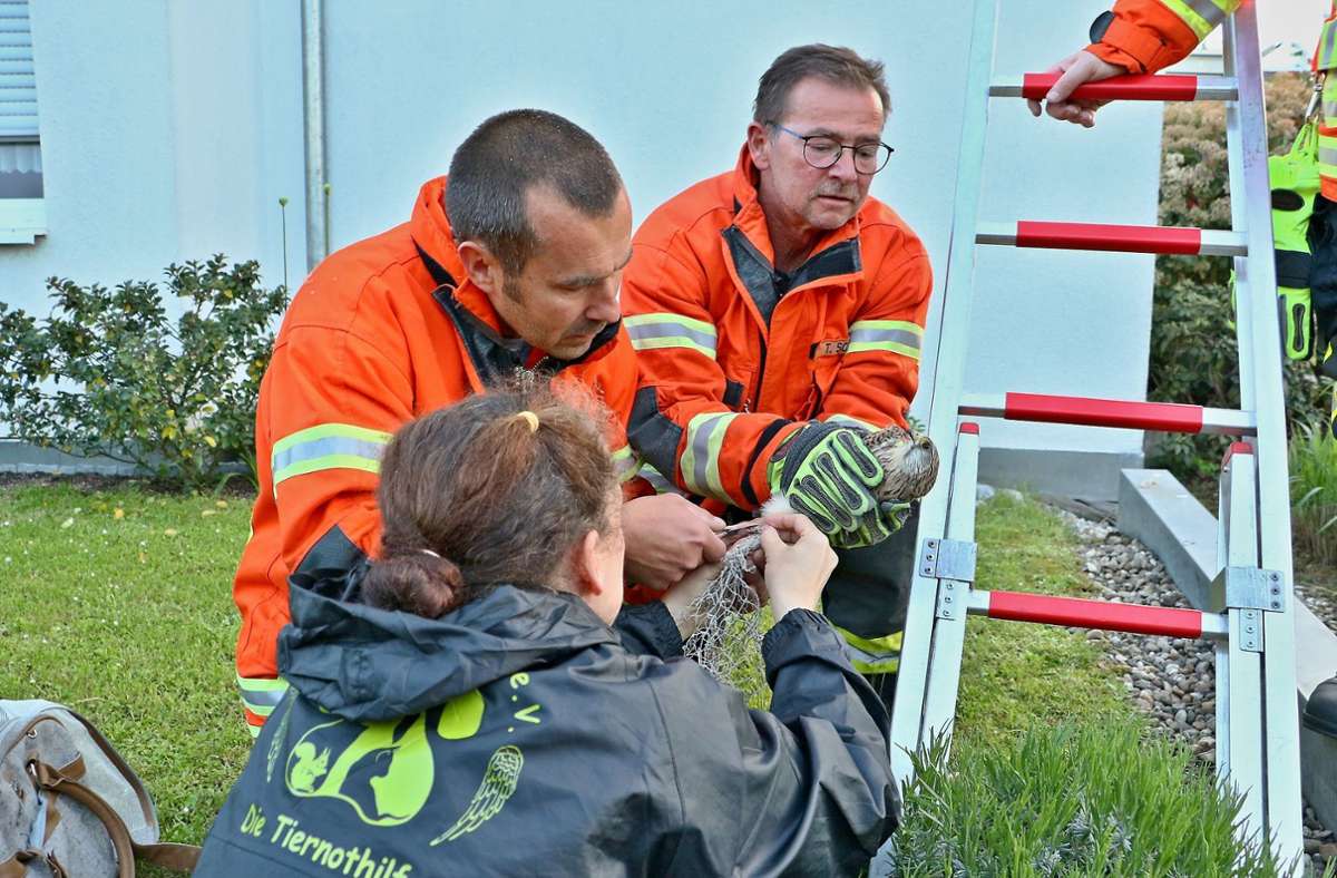 Die Freiwillige Feuerwehr Münchingen und eine Angehörige der Tiernothilfe „Tier-Engel unterwegs“ befreiten den Falken aus dem Netz.