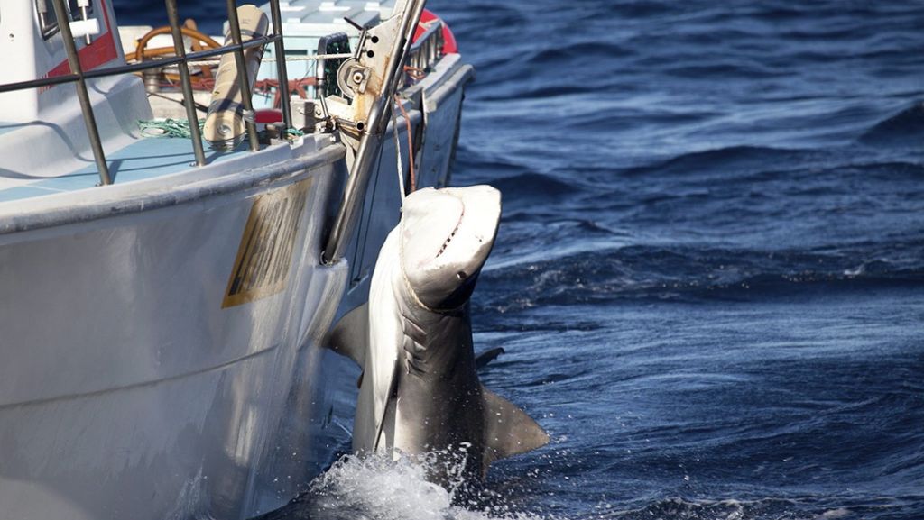 Bedrohte Meeresräuber: Das Verschwinden der Haie