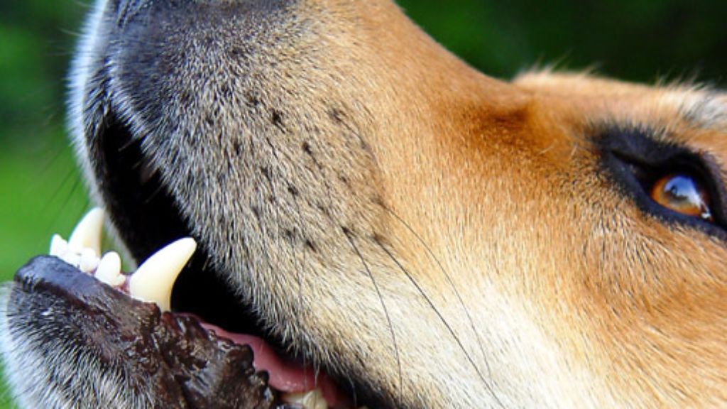 Blaulicht aus Stuttgart: 24. Juli: Hund beißt Frau in die Wade