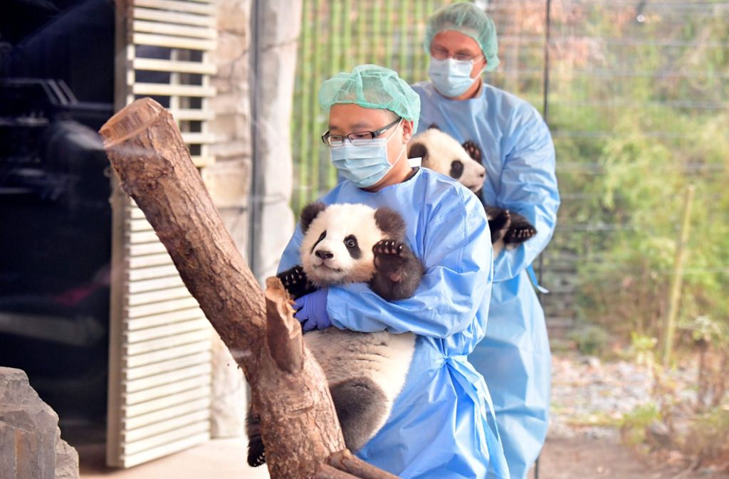 Die beiden Panda-Zwillinge kommen mit Unterstützung in den Panda Garden.