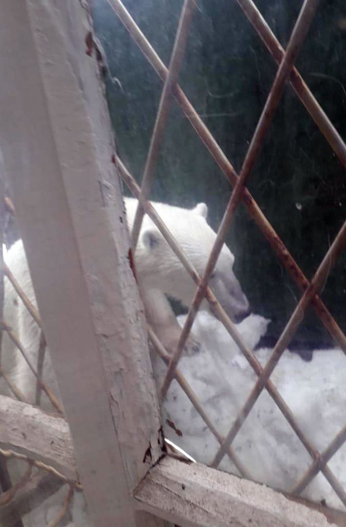 Ein umherstreunender Eisbär vor einem Fenster eines Hauses im russischen Dorfes Ryrkaipij am Ufer der arktischen Tschuktschensee.