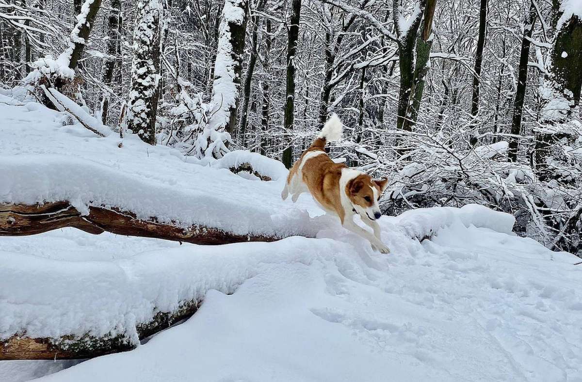 Viele Hunde lieben Schnee und spielen gerne in der weißen Pracht. Die Spaziergänge können durch kreative Aufgaben, neue Wege oder verschiedene Spiele aufgepeppt und noch spannender gestaltet werden.