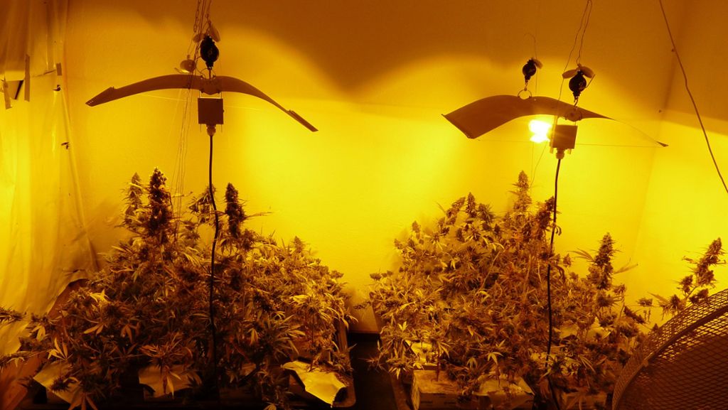 Unterkochen im Ostalbkreis: Polizei entdeckt  Cannabis-Plantage nach Routinekontrolle