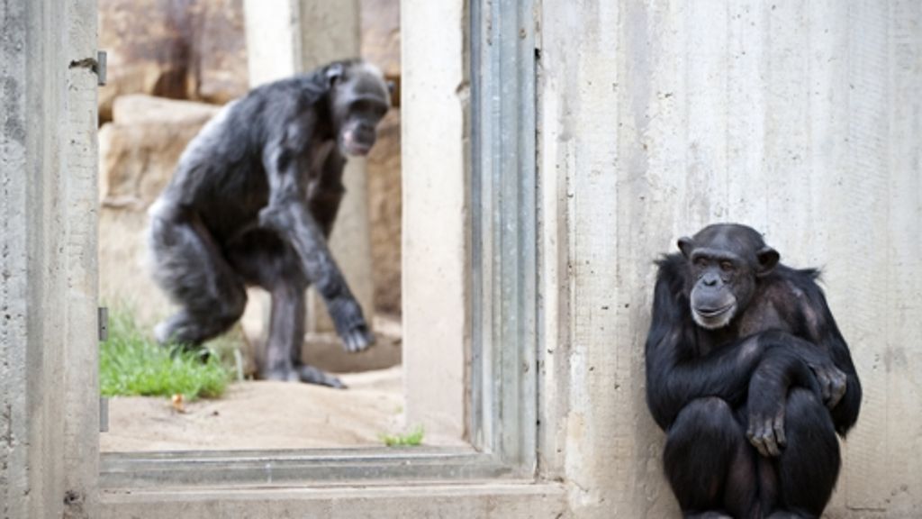 Zoo Hannover: Ausgebüxter Affe verletzt Mädchen