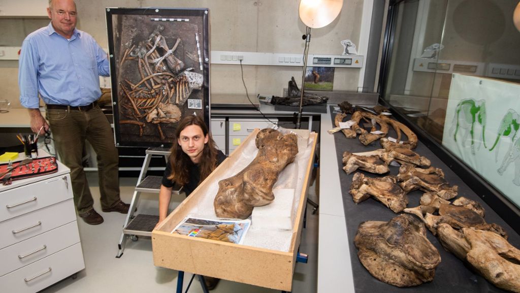  In Schöningen haben Archäologen ein nahezu vollständiges Skelett eines eurasischen Waldelefanten freigelegt und ihre Erkenntnisse dazu im Forschungsmuseum präsentiert. Die Knochen seien außerordentlich gut erhalten. 