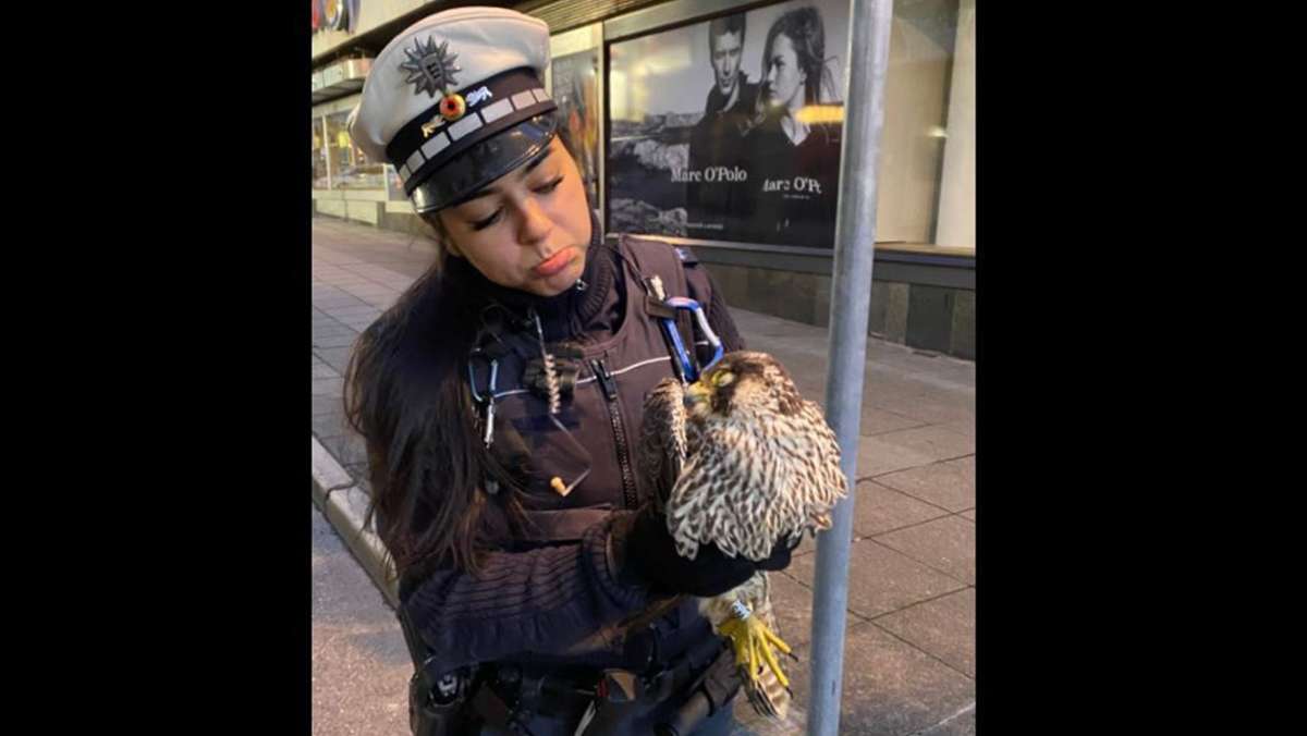 Bussard-Bruchlandung in Stuttgart-Mitte: Polizisten retten abgestürzten Greifvogel