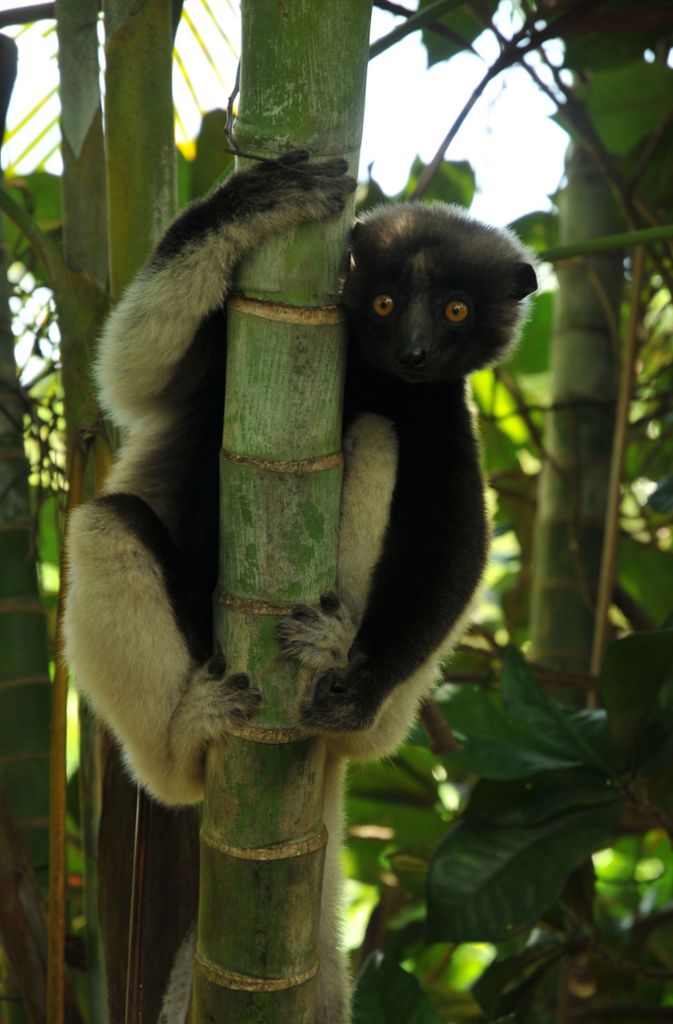 Die Lemuren wurden einst nach den römischen Totengeistern benannt. . .
