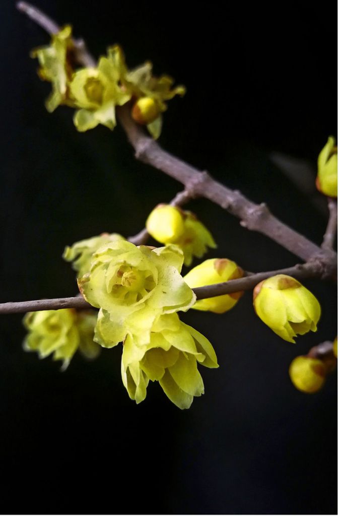 Zart duftend, aber etwas kälteempfindlich ist die Winterblüte (Chimonanthus praecox). Der Strauch aus Ostchina wächst bis vier Meter hoch. In Japan werden frisch geschnittene Zweige dieses Strauchs für die Neujahrsfeierlichkeiten in die Vase gestellt.