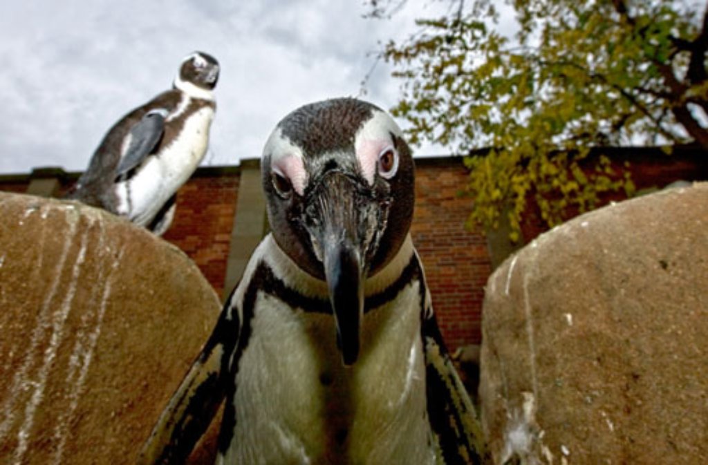 Sie begrüßen die Wilhelma-Besucher gleich rechter Hand vom neu gestalteten Eingang: Bei den Brillenpinguine beginnt unser Rundgang durch die gefährdete Tierwelt. In der Pinguinanlage des zoologisch-botanischen Gartens geben sich die putzigen Vögel fast schon handzahm.
