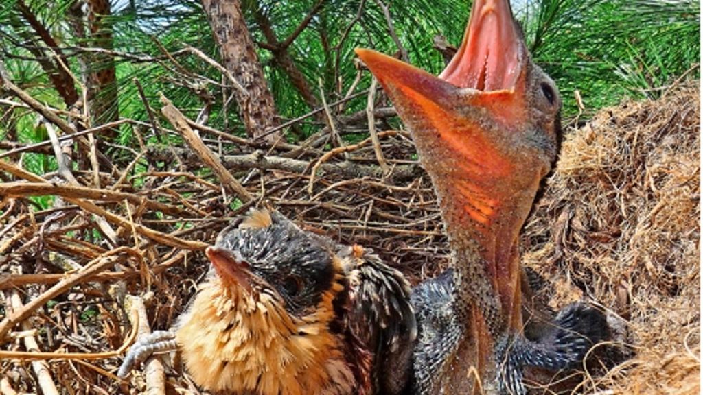 Biologie: Ein Kuckuck im Nest kann helfen