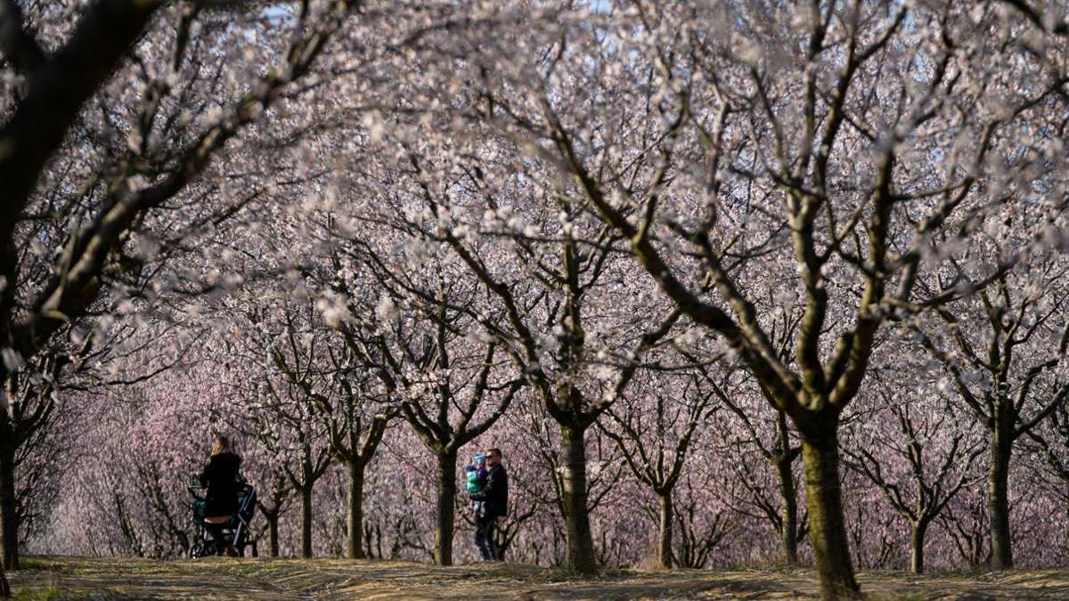 Menschen genießen einen warmen Tag in einem blühenden Mandelhain. Massen von weißen und rosa Blüten erschienen in der Tschechischen Republik früher als üblich nach einem der wärmsten Winter aller Zeiten.