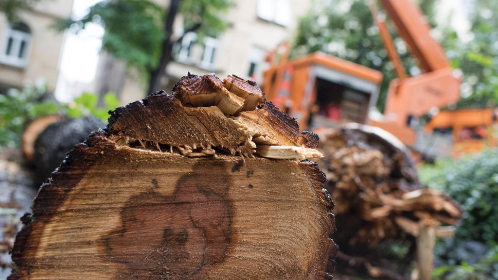 Stuttgart-West: Baum kippt auf Stromleitung