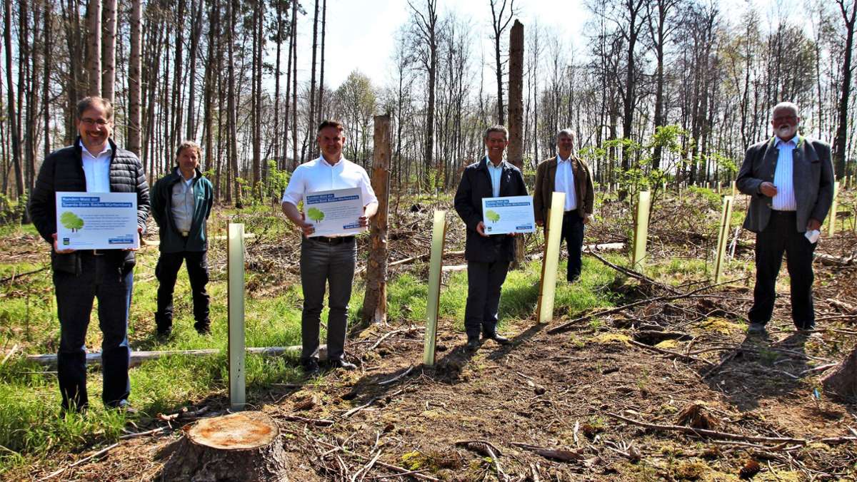  Im Rahmen einer Spendenaktion sind in den Gemeindewäldern Notzingen, Hochdorf und Wernau sind 4775 neue Baumsetzlinge gepflanzt worden. Denn in den Wäldern werden robustere Baumarten benötigt. 