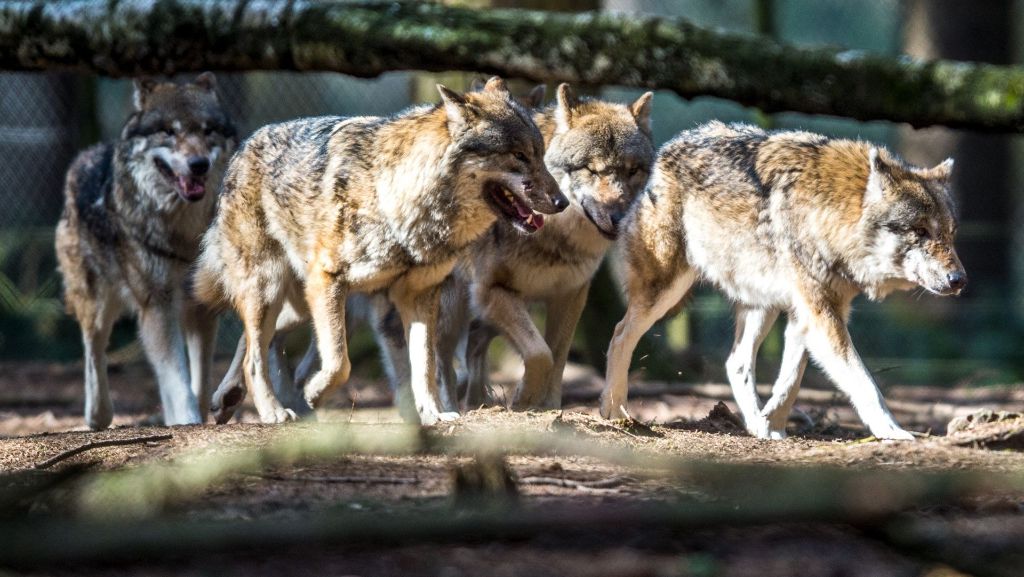 Bayerischer Wald: Wölfe brechen aus Gehege aus