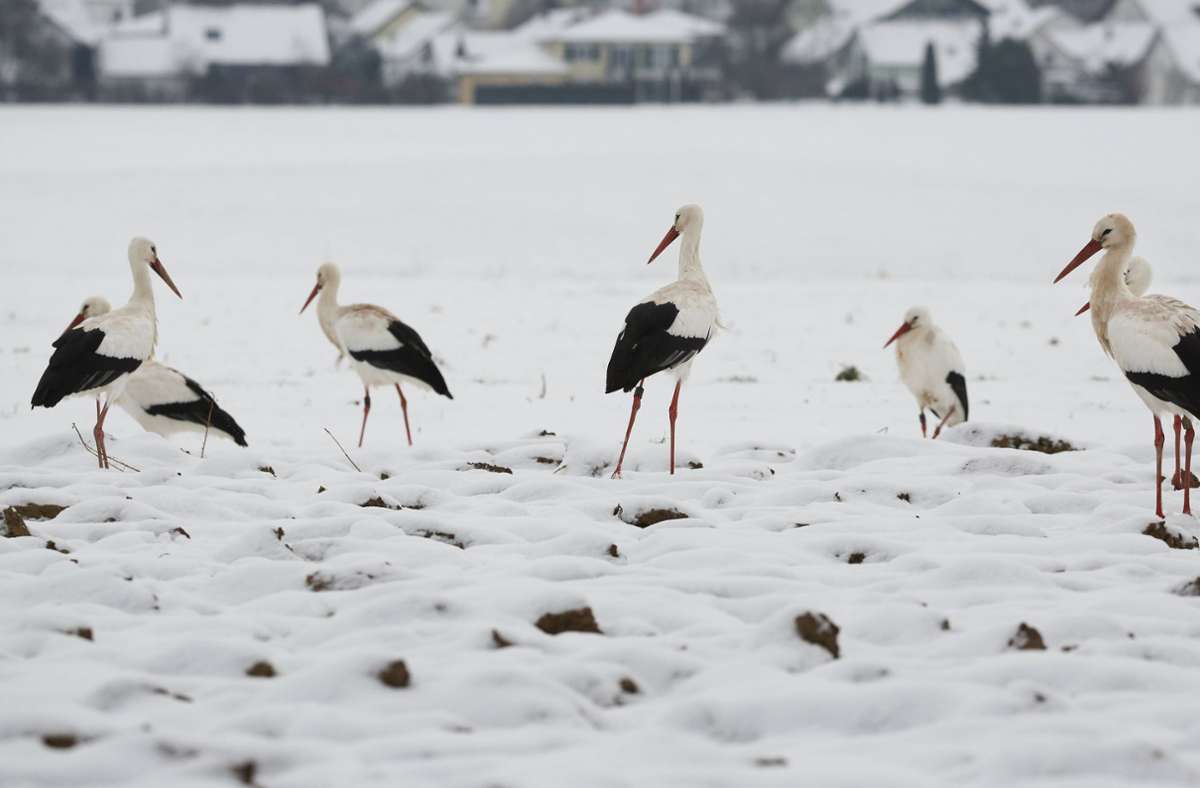 Nicht alle Störche haben sich ins Winterquartier in den Süden aufgemacht: Einige Vögel auf einem Feld in Baden-Württemberg.
