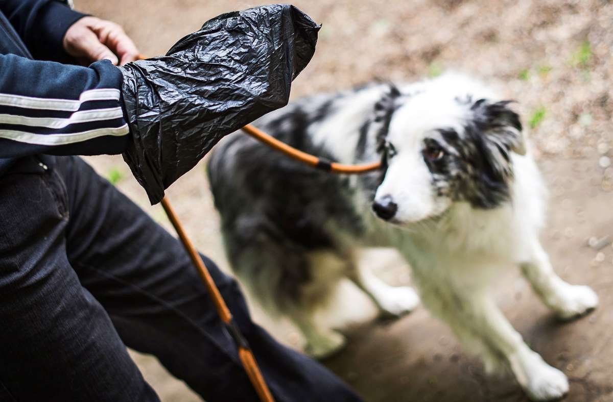 Wer einen Hund hat, ist verpflichtet, die Hinterlassenschaften seines Vierbeiners aufzusammeln – nicht nur, um einen Giardienbefall zu vermeiden. Foto: picture alliance / dpa/Maja Hitij