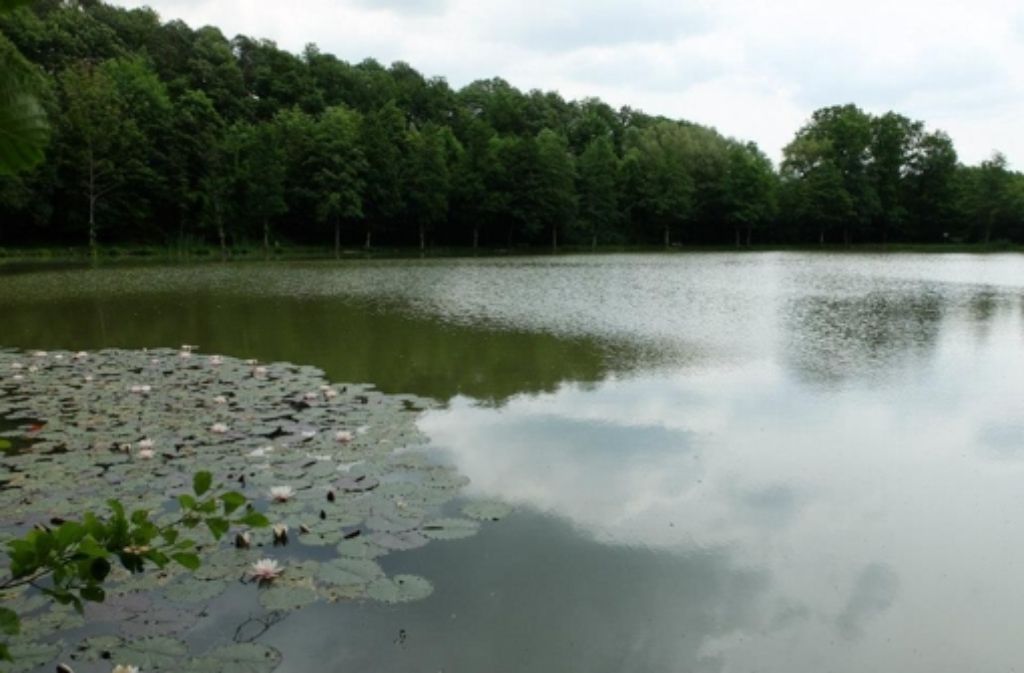 Der Untere Seewaldsee (Kreis Ludwigsburg) ist nichts für Zartbesaitete – wegen der Gräser, Schlingpflanzen, des Schilfs und des morastigen Wassers. An den beiden Waldseen hält sich dementsprechend der Andrang im Sommer in Grenzen.