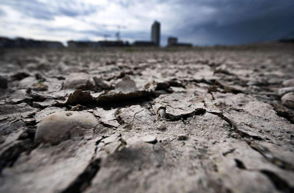 Dürre in Deutschland: Die Erde am Rheinufer in Düsseldorf  ist durch die Hitze aufgeplatzt. Foto: picture alliance/dpa/Federico Gambarini