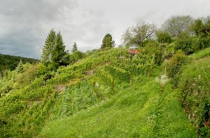 Unruhe im Dürrbachtal:  Stadt will Brachflächen  in Biotope    verwandeln