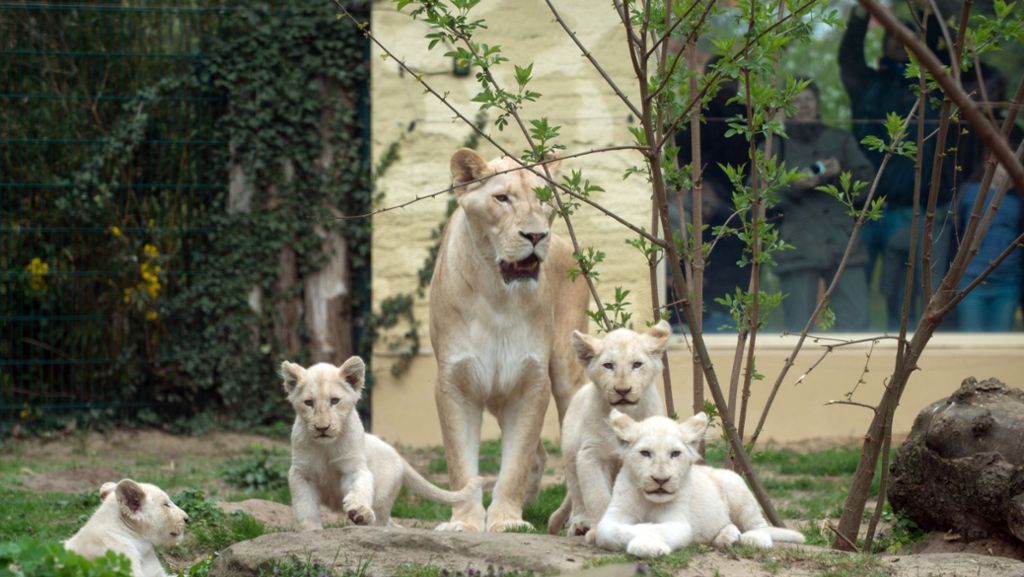 Zoo Magdeburg: Baby-Löwen erhalten Paten