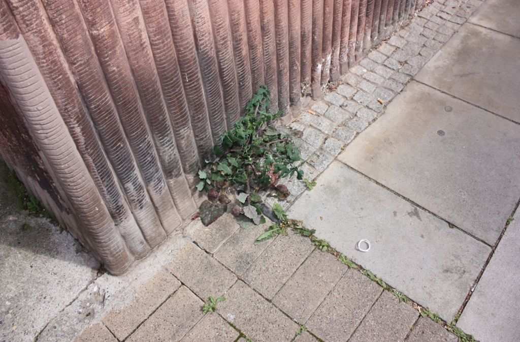 Die Pflanzen lassen sich zurzeit nicht einmal von Stein und Beton aufhalten (gesehen in der Wiesbadener Straße).