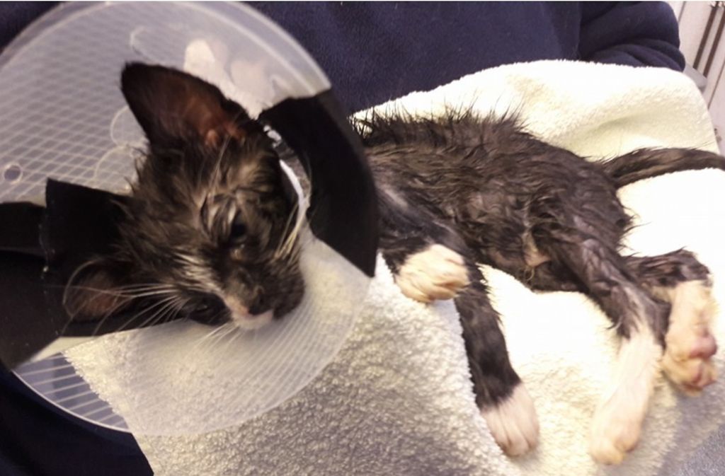 Der vier Wochen alte Kater Mino wurde von Tierhassern mit Klebstoff übergossen.