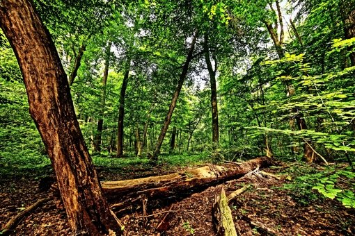 Teile des Naturschutzgebietes Greutterwald sind Refugien, in denen die Bäume sich selbst überlassen werden. Foto: Archiv Heinz Heiss