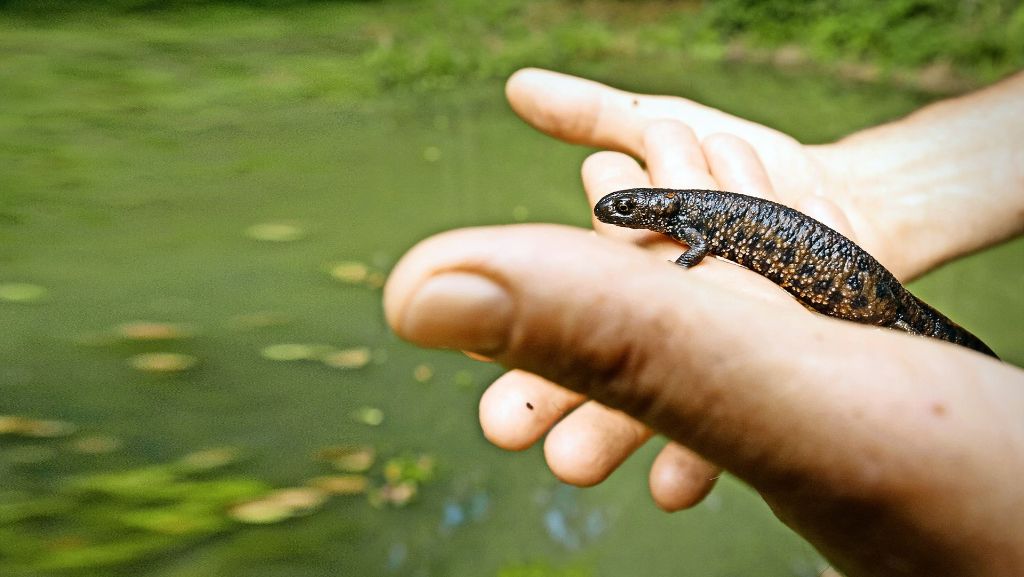 Naturschutz: Mehr  Lebensraum für Amphibien