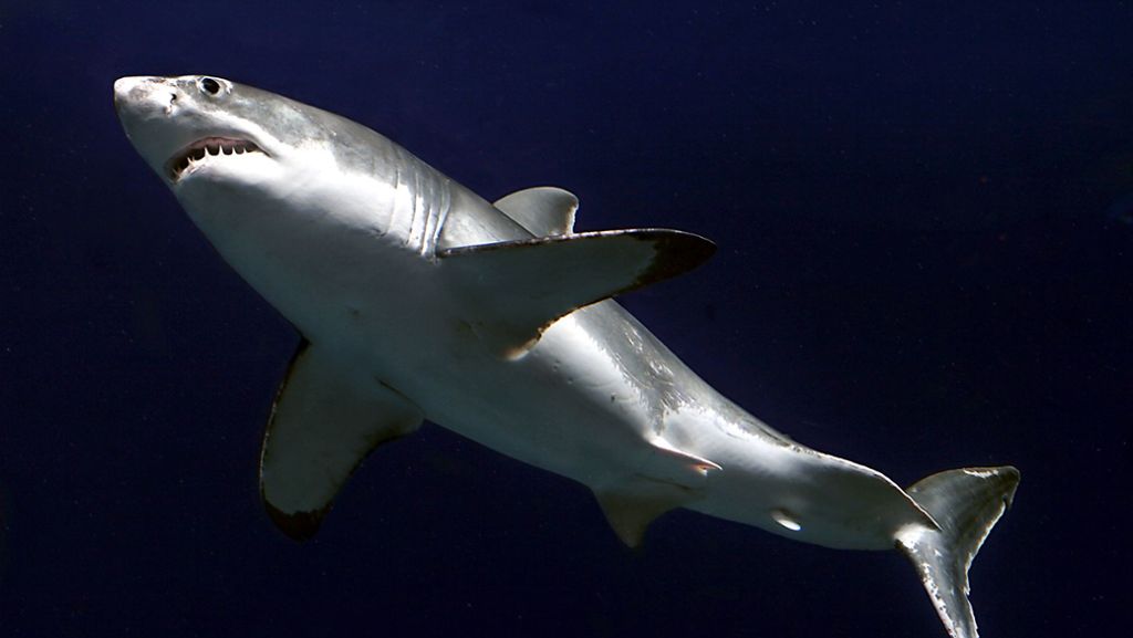 Neue Spezies entdeckt: Australische Wissenschaftler filmen laufenden Hai