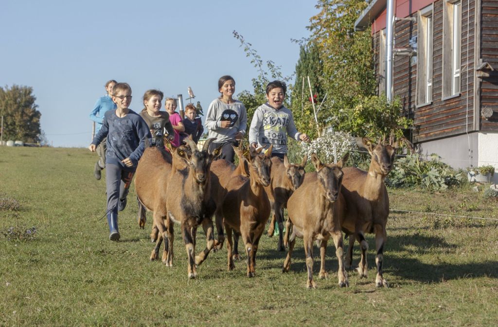 Glückliche Kinder mit glücklichen Tieren: Die Schwarzwaldziegen sind vom Aussterben bedroht und werden deshalb auf dem Schulbauernhof gehalten. Aus der Milch stellen Kinder Ziegenkäse her.