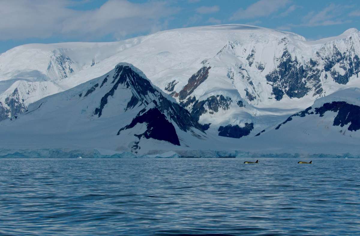 „Die geheimnisvolle Welt der Wale: Orcas in der Antarktis